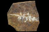 Paleocene Fossil Fruit (Palaeocarpinus) - North Dakota #97938-1